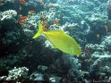 030509_Gamoul Soraya - Carangue - Dsc02473~
